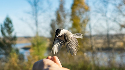 Tomtit is flying, autumn in Siberia, Tomsk.
