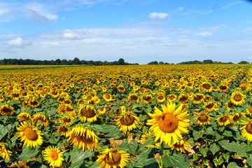 Fototapeta premium Sunflower field in Perigord, France