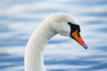 A swan floating on the lake. A portrait of a white swan.