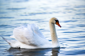 Obraz premium A swan floating on the lake. A portrait of a white swan.