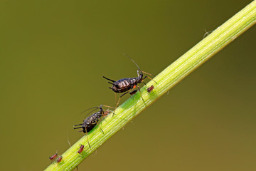 aphids on the plant stalk