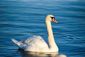 A swan floating on the lake. A portrait of a white swan.