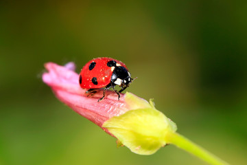 Obraz premium lady beetle eat aphids on the flowers