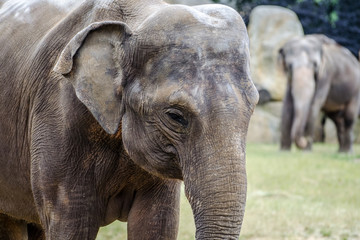 Fototapeta na wymiar closeup portrait of an sad elephant