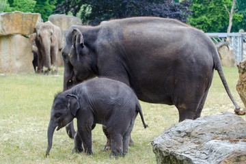 elephants in the zoo