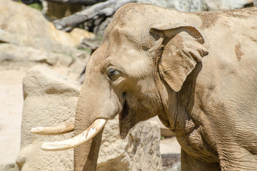 indian elephant close up portrait