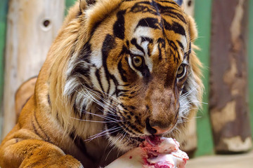 Tiger eat raw meat