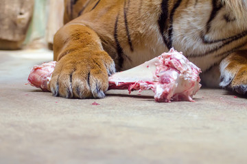 Obraz premium tiger paw lies on the gnawed bone
