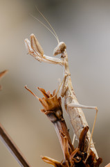 Praying mantis is hunting with patience and strategy