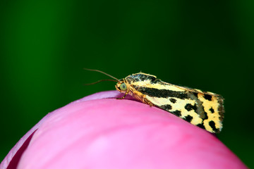 Emmelia trabealis on petals