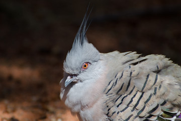dove with a tuft on its head