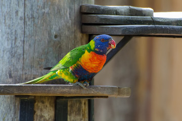 Rainbow Lorikeet  (Trichoglossus haematodus)