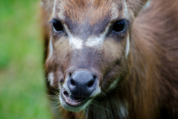 Fototapeta premium African antelope Nyala (Tragelaphus angasii). Close up portrait