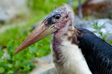 closeup portrait of marabou bird