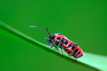 lygaeidae insect
