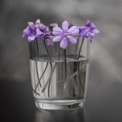Spring flowers in glass of water. Amazing and delicate violet flowers. Blossoming love. Close up shot with blurred background.