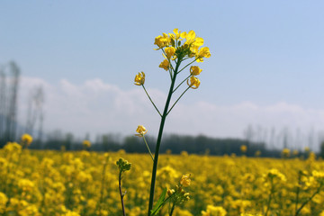 field of yellow flowers