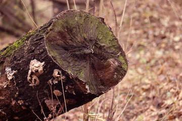 a tree trunk in the forest
