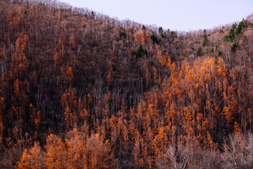 Woods in Autumn Mountain