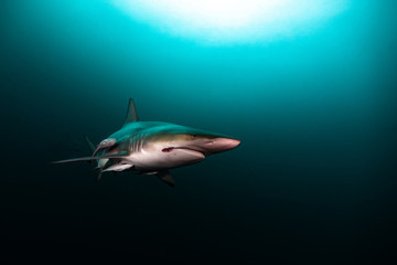 Oceanic blacktip on the way