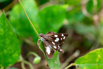 Butterfly on Green leaves.Butterfly with green trees.