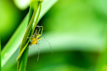 Green and Yellow spider