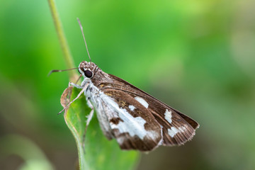 Butterfly on Green leaves.Butterfly with green trees.