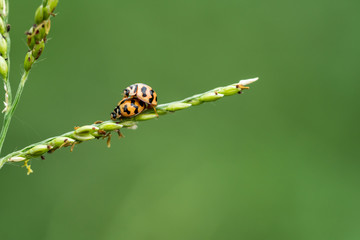 double ladybugs on grass flower