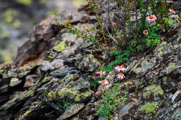 Aster Alpinus grows on rocks among stones. Amazing pink flowers with yellow center. Alpine Asters on cliff close up. Vegetation of highlands. Beautiful mountain flora with copy space. Wonderful plants
