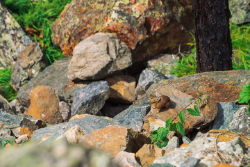 Pika rodent on stones in highlands. Small curious animal on colorful rocky hill. Little fluffy cute mammal on picturesque boulders in mountains. Small mouse with big ears. Little nimble pika.