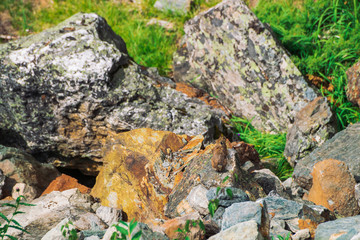 Pika rodent on stones in highlands. Small curious animal on colorful rocky hill. Little fluffy cute mammal on picturesque boulders in mountains. Small mouse with big ears. Little nimble pika.