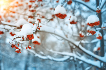 Natural background. Bright red berries of mountain ash covered with snow.