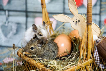 Wiosenne małe koszatniczki © Aruru