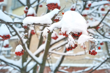 Natural background. Bright red berries of mountain ash covered with snow.