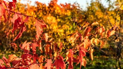 Colorful Autumn in forest of Siberia.