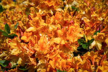 Blooming orange flowers