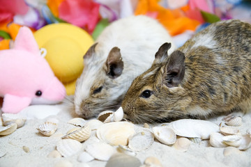 Letnia koszatniczka © Aruru