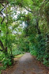 Path through the trees and plants of the rainforest in the neighborhood of Urca in Rio de Janeiro