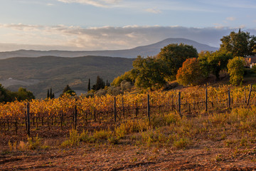 Fototapeta premium Magnificent view of picturesque autumn vineyards in the Tuscany region in warm morning sunlight, Italy