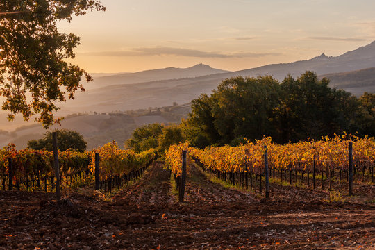 Magnificent view of picturesque autumn vineyards in the Tuscany region in warm morning sunlight, Italy