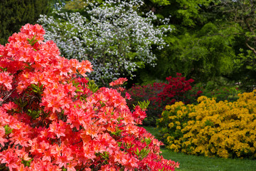 Blooming orange flowers