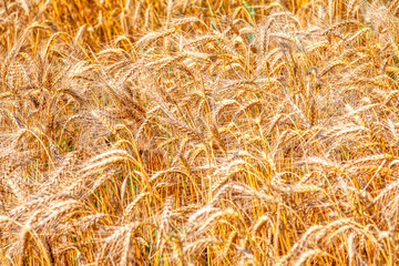 agricultural field with golden wheat
