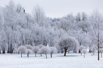 Winter Park. Bushes and trees are covered with thick frost.