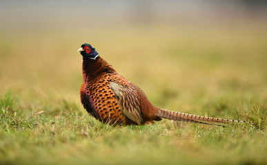 Ringneck Pheasant (Phasianus colchicus)