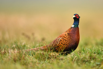 Ringneck Pheasant (Phasianus colchicus)