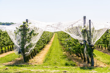 An apple orchard which rows of trees are protected against birds, insects and hail by a thin white net stretched above, in spring in the french countryside.