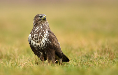 Common buzzard (Buteo buteo)