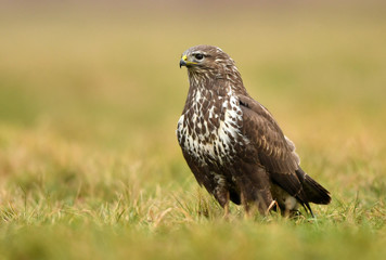 Common buzzard (Buteo buteo)