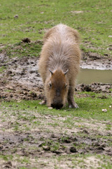 Capybara, Hydrochoerus hydrochaeris, pasture