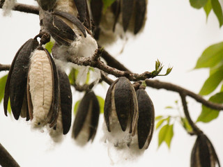Fiber cotton raw kapok tree with cotton seed in park and garden in Taitung province, Taiwan, China, Asia
